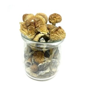 Mungus – Hawaiian Blue Meanies Magic Mushroom